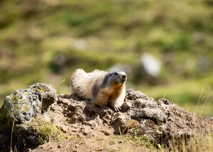 Maison Confortable A 80 M² Avec Jardin Spacieux Ferienhaus *